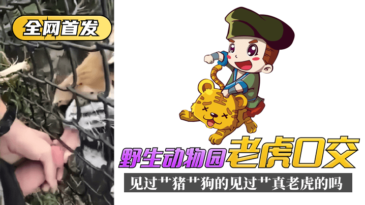【全网首发】野生动物园“老虎口交”见过艹猪艹狗的，见过艹真老虎的吗？封面图