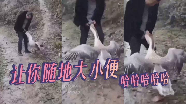 让你随地大小便，哈哈哈哈哈封面图